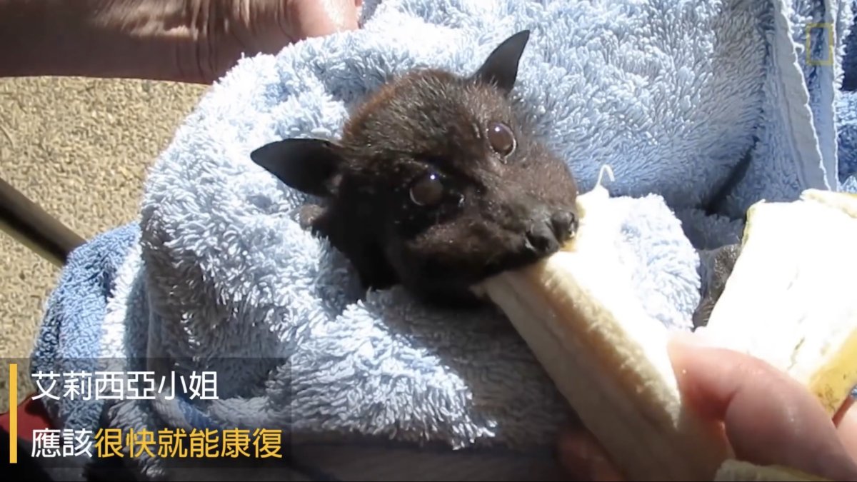 Летучие лисицы милые