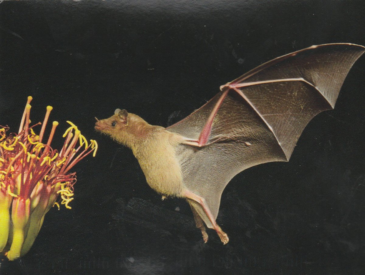 Животные опылители растений