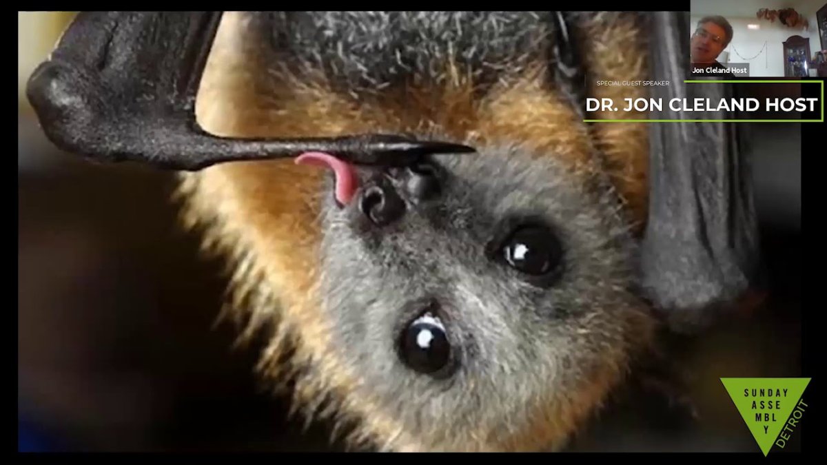 Pumpkin Halloween летучая мышь