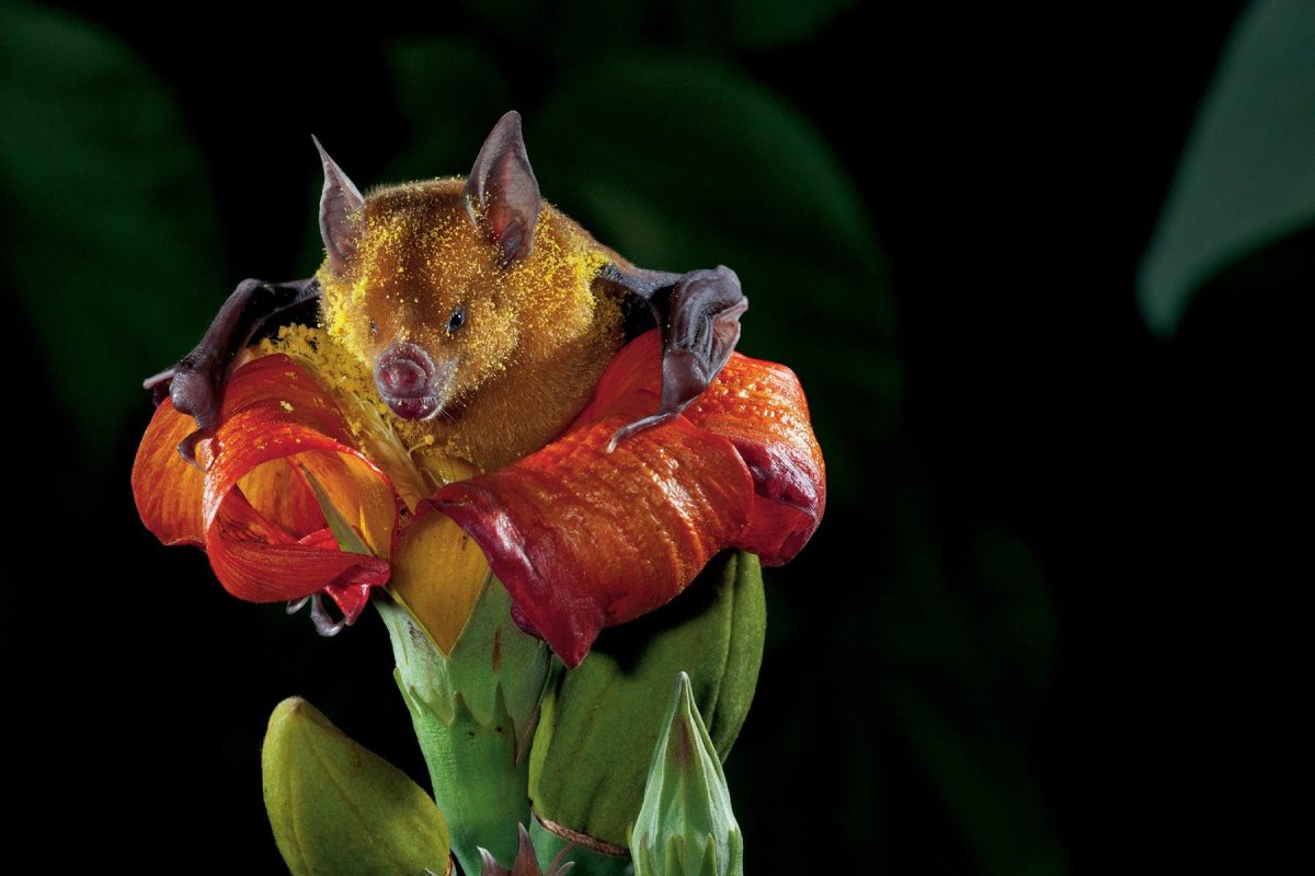 Мохноногий вампир летучая мышь