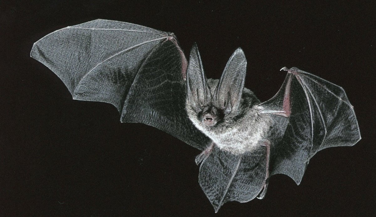 Наоми Лорд Чиби животные