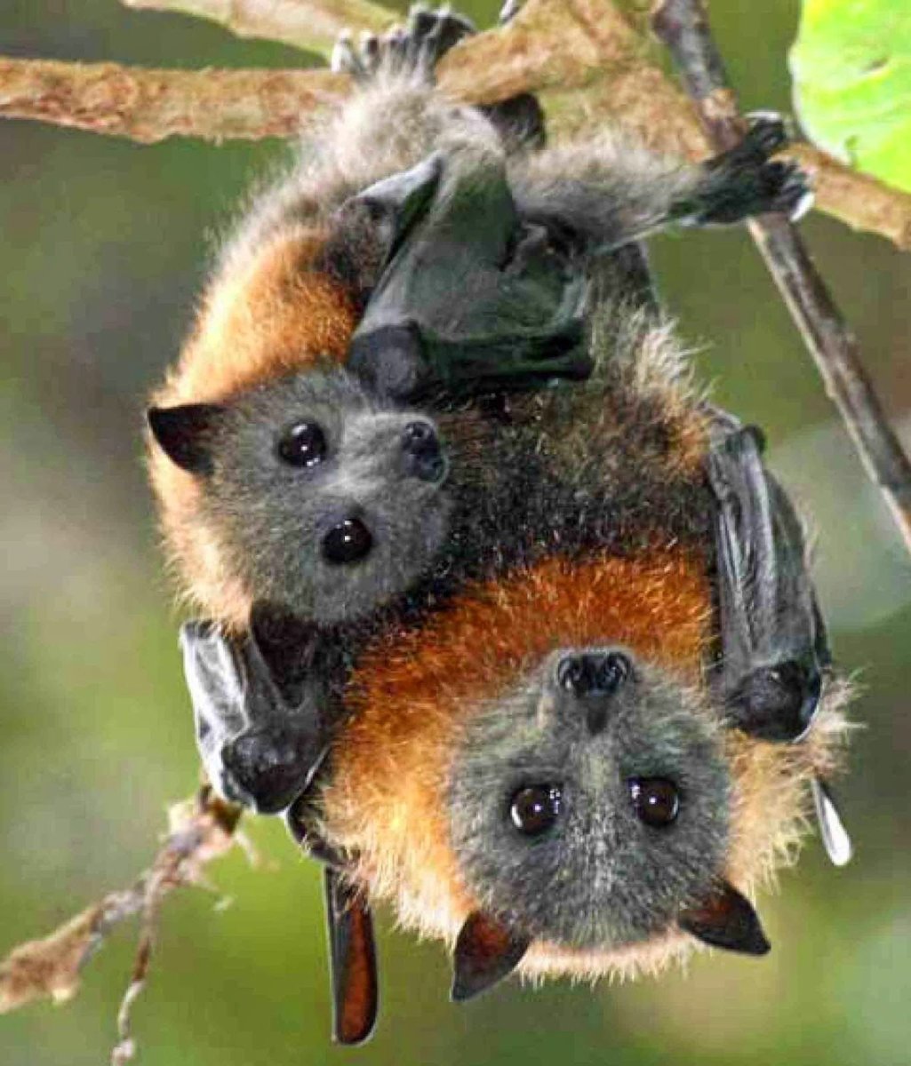 Милая летучая мышка