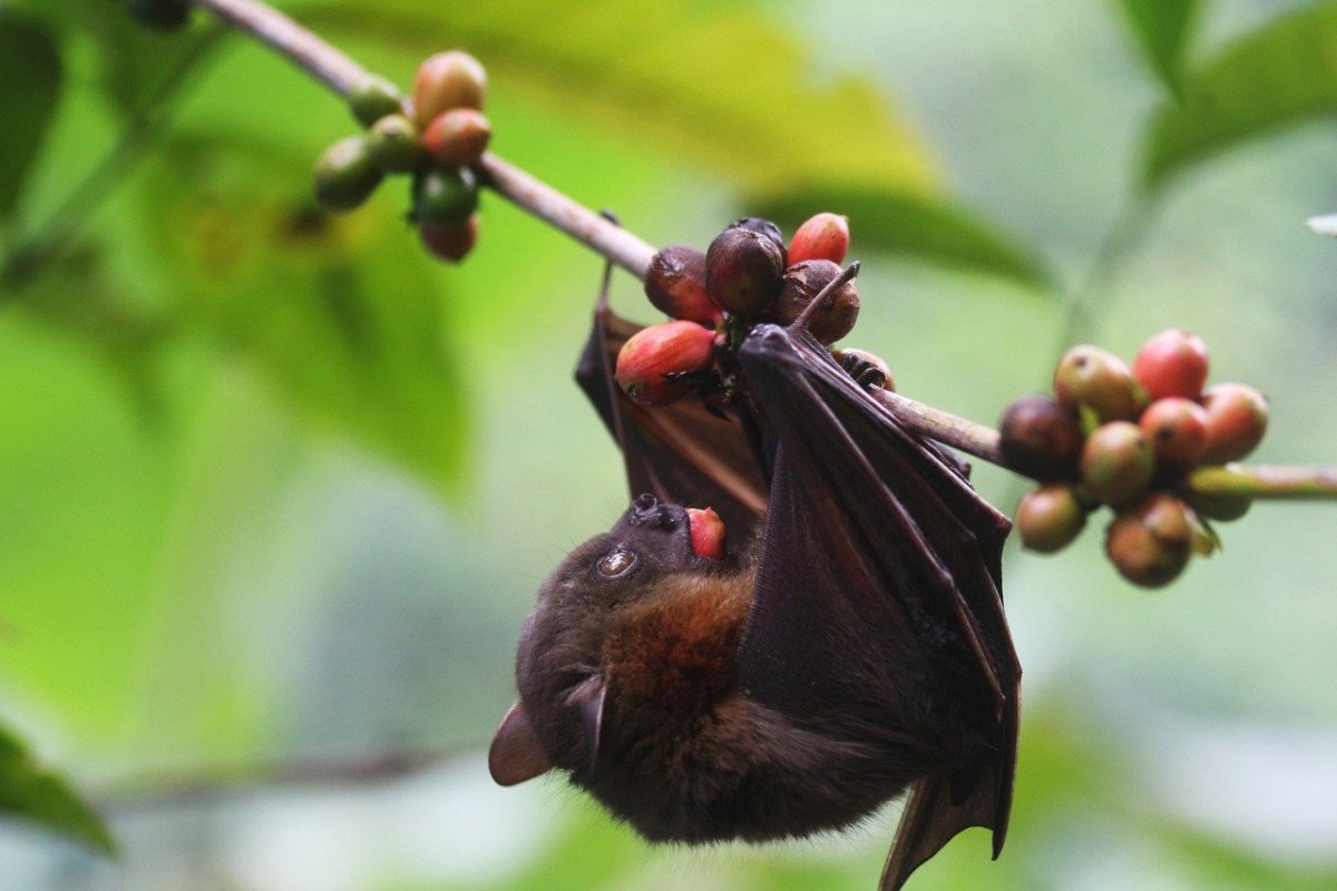 Крылан НильскийEgyptian Fruit bat
