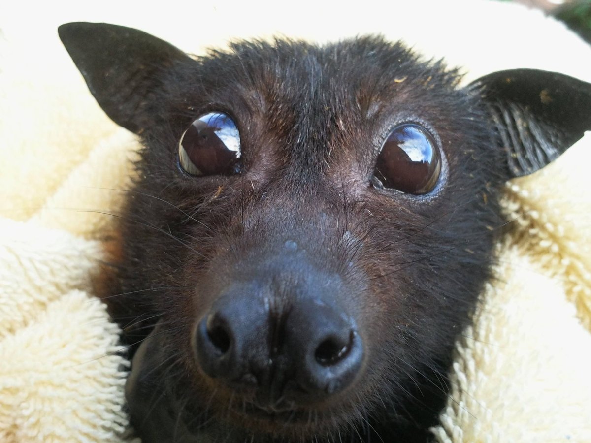 Летучая мышь арт