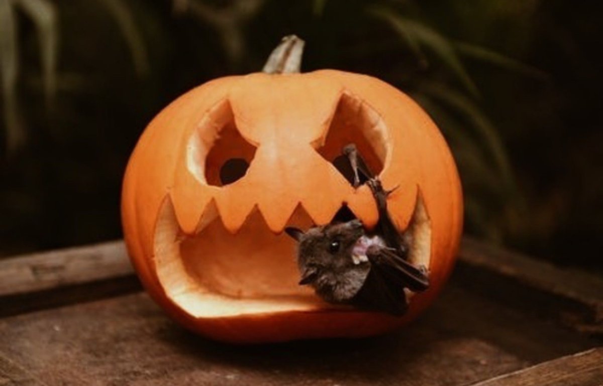 Летучая мышь вампир референс