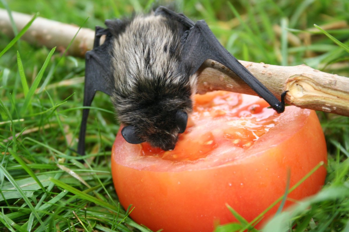 Летучая мышь милая