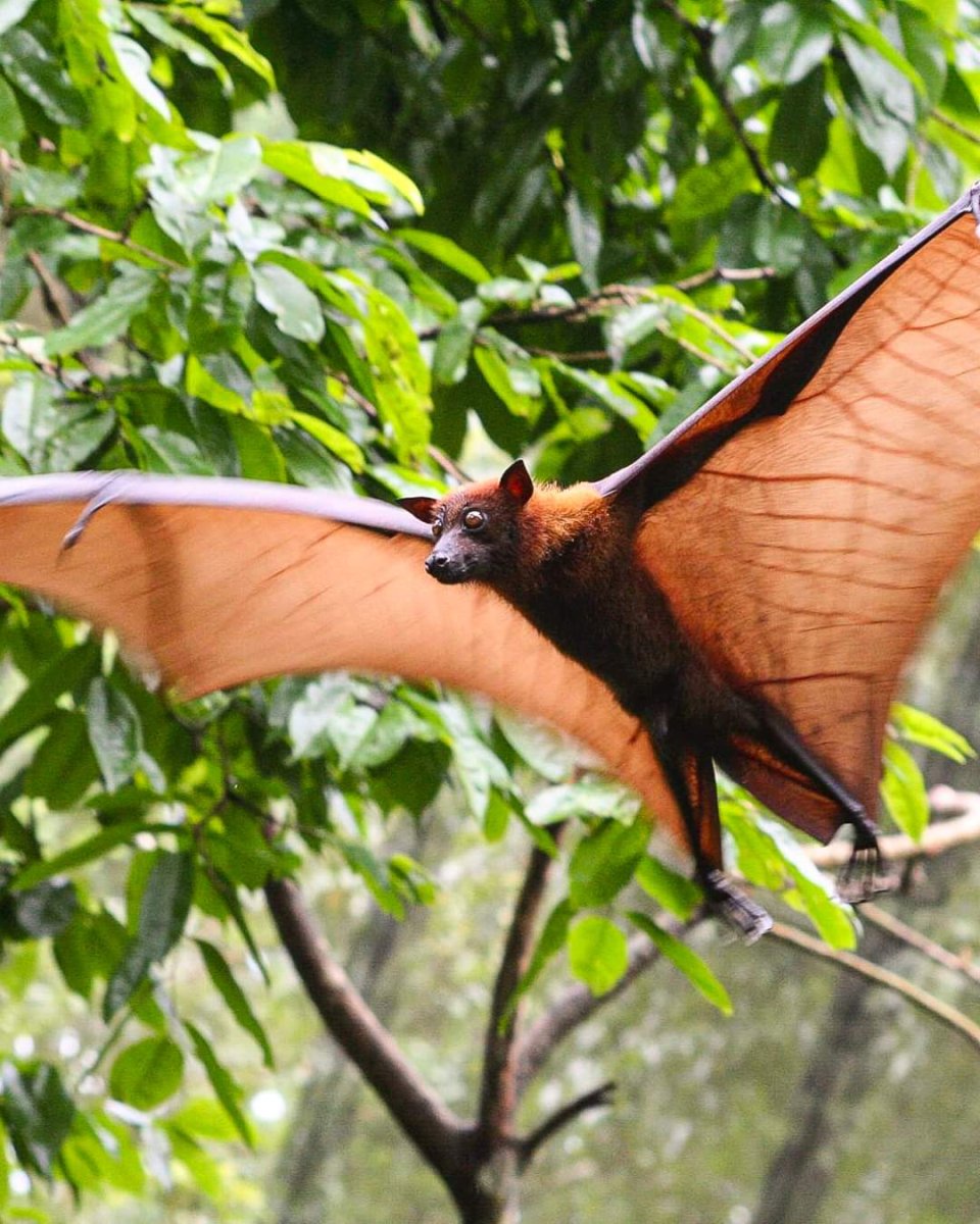 Летучая мышь игрушка