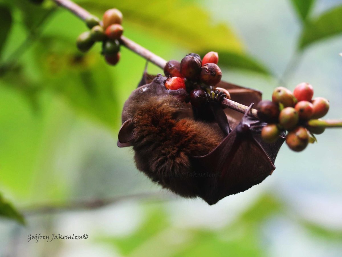 Летучая лисица анатомия