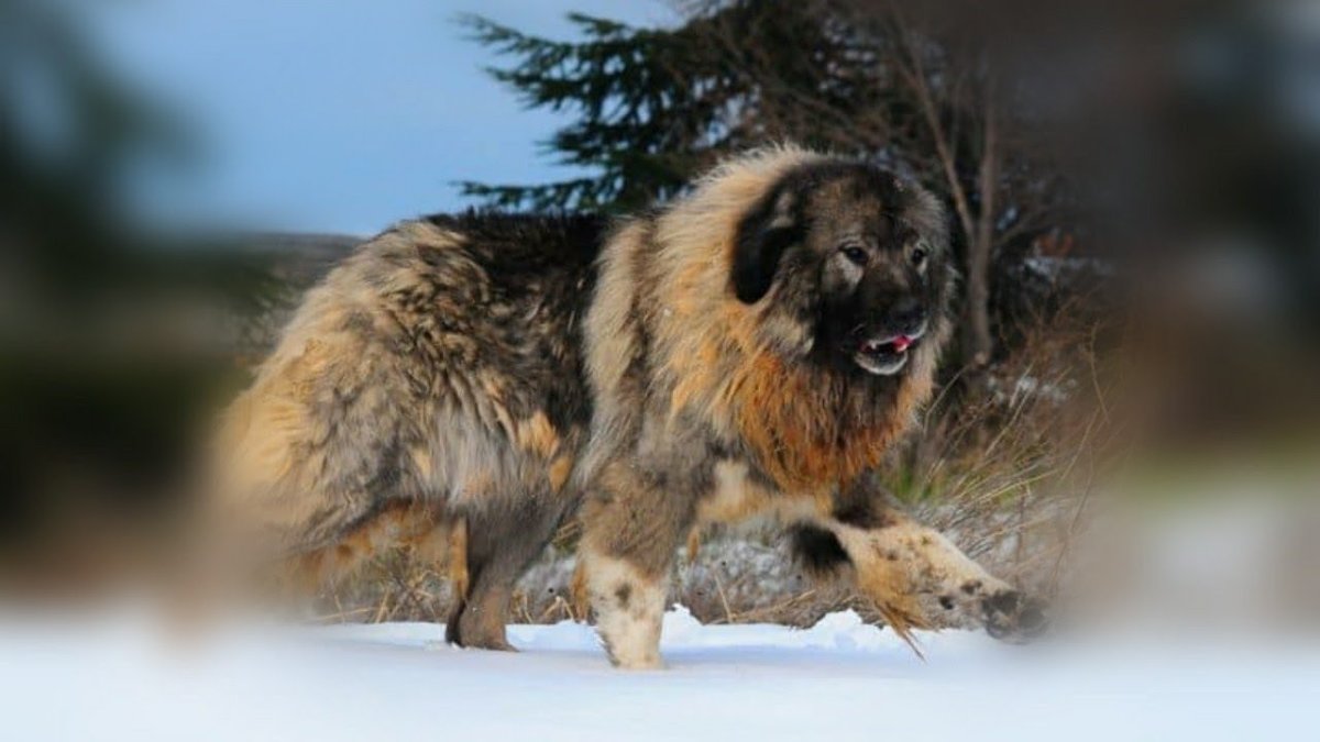 Кавказская овчарка