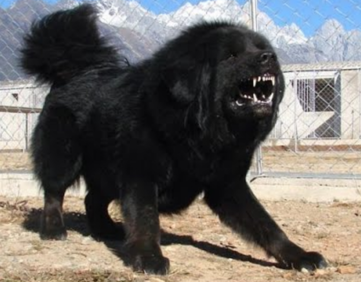 Ирландский волкодав