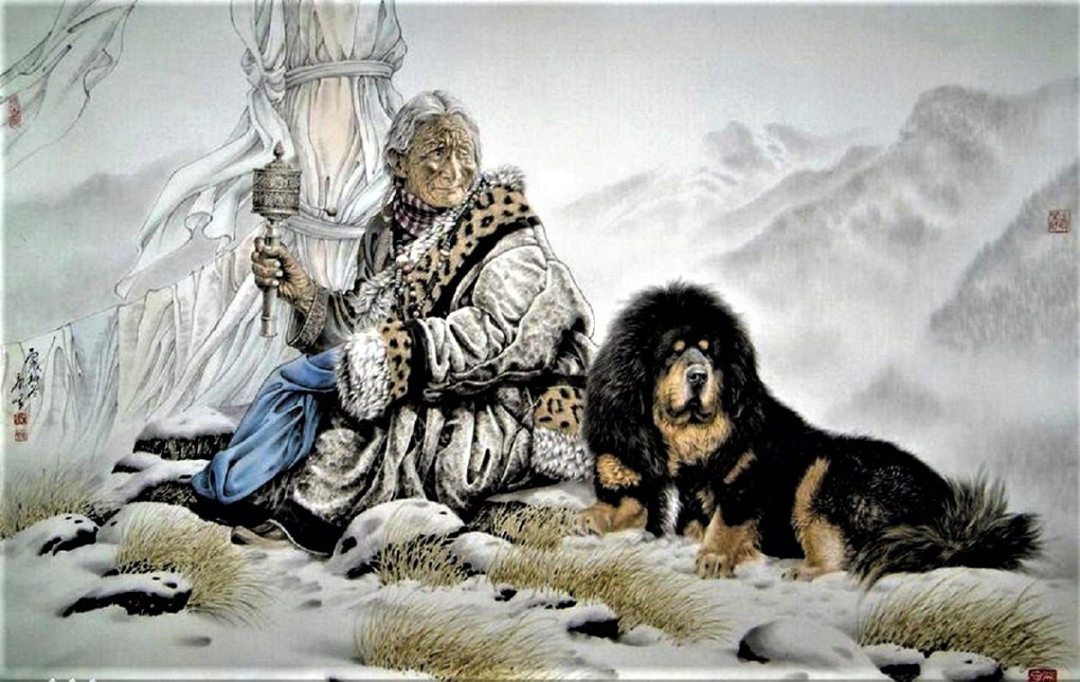 Бордер-колли тибетский мастиф