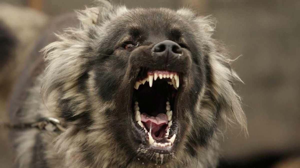 Кавказская овчарка породы волкодав