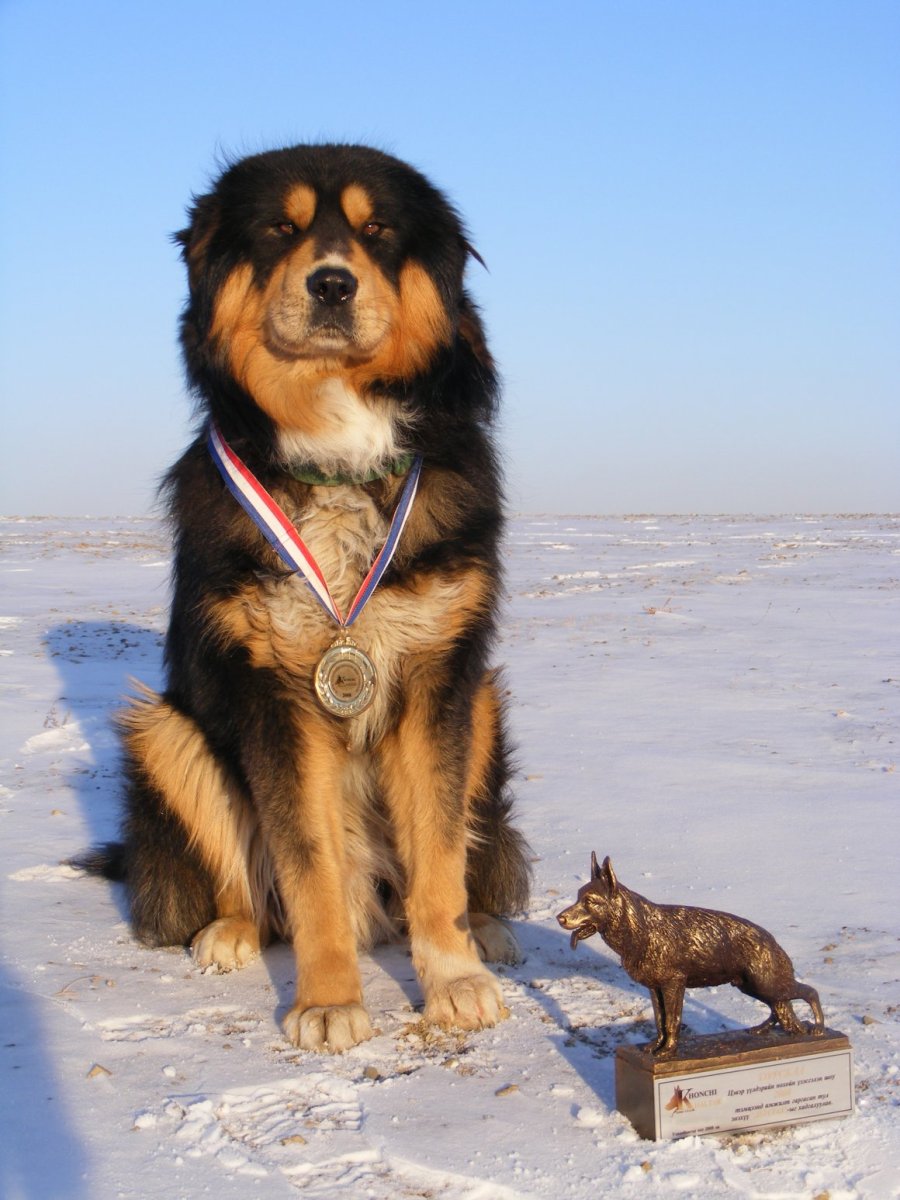 Тибетский мастиф Хонг Донг