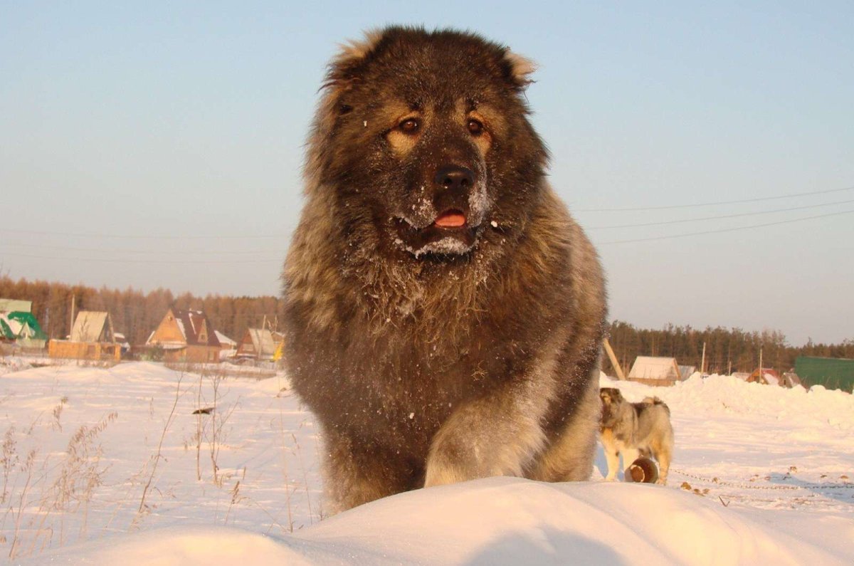 Кавказская овчарка Топуш