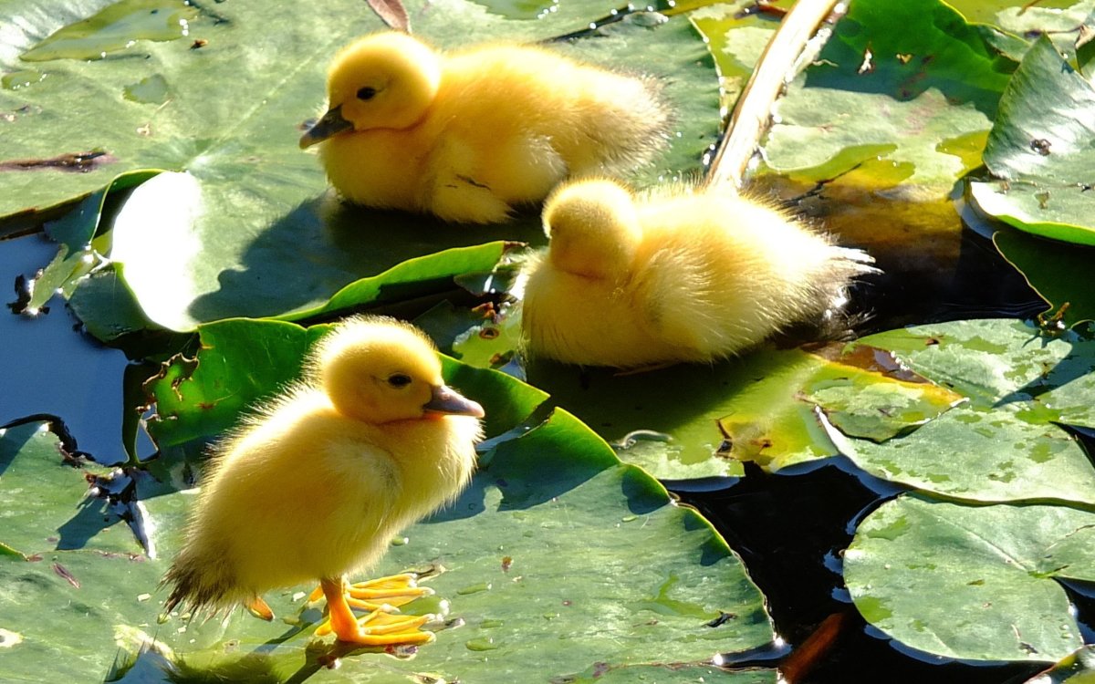 Пушистый утенок