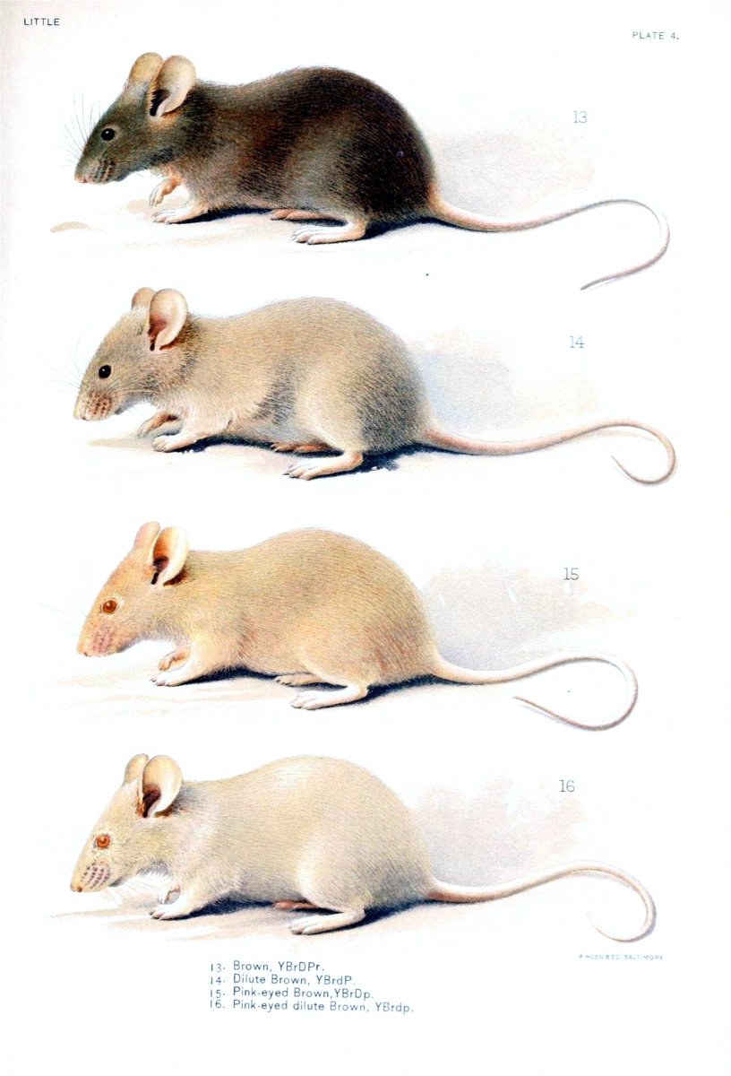 Крысы породы Вистар