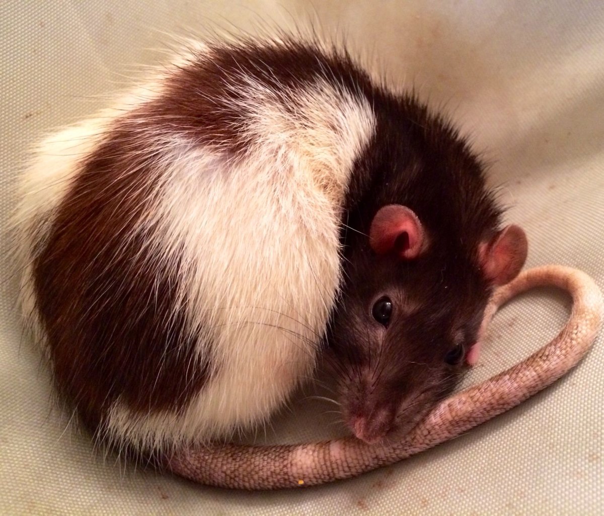 Зверь крыса