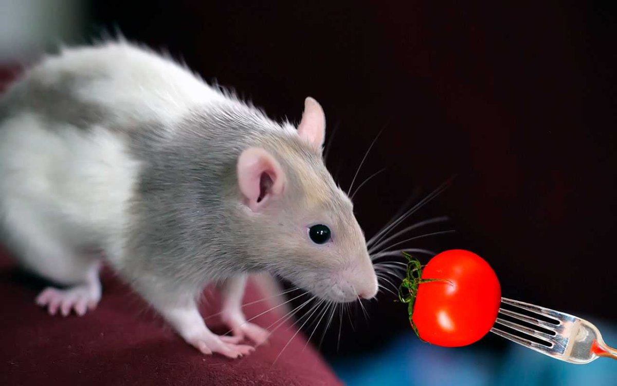 Крыса Дамбо капюшоновая