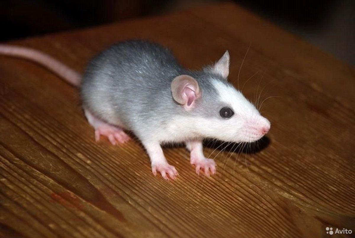 Серая крыса Пасюк дамюо