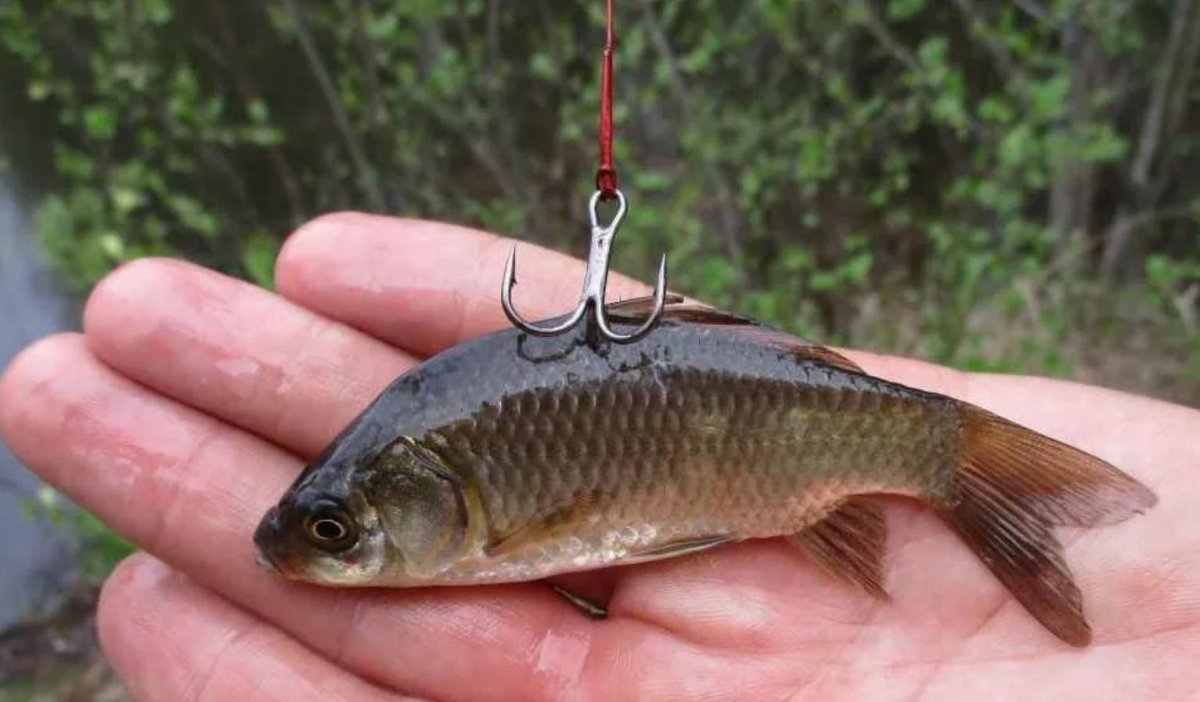 Ловля на живца