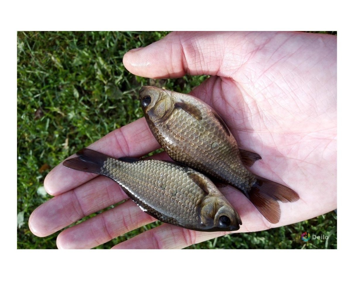 Живец для рыбалки