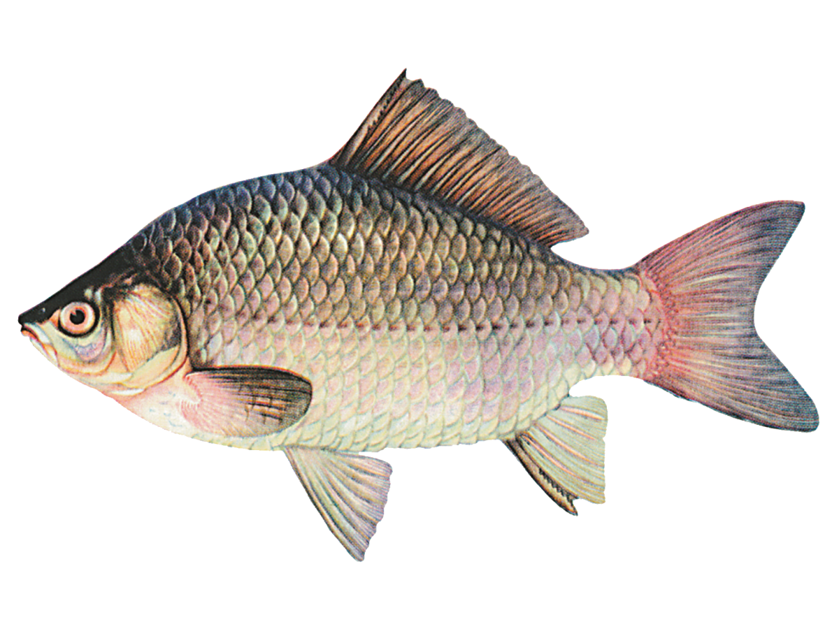 Рыба карась