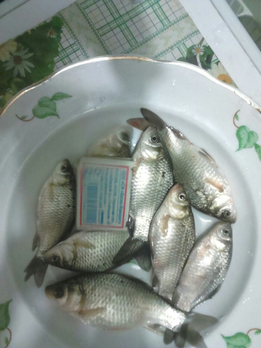 Карасик малек