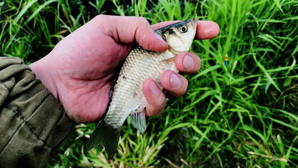 Живец карась