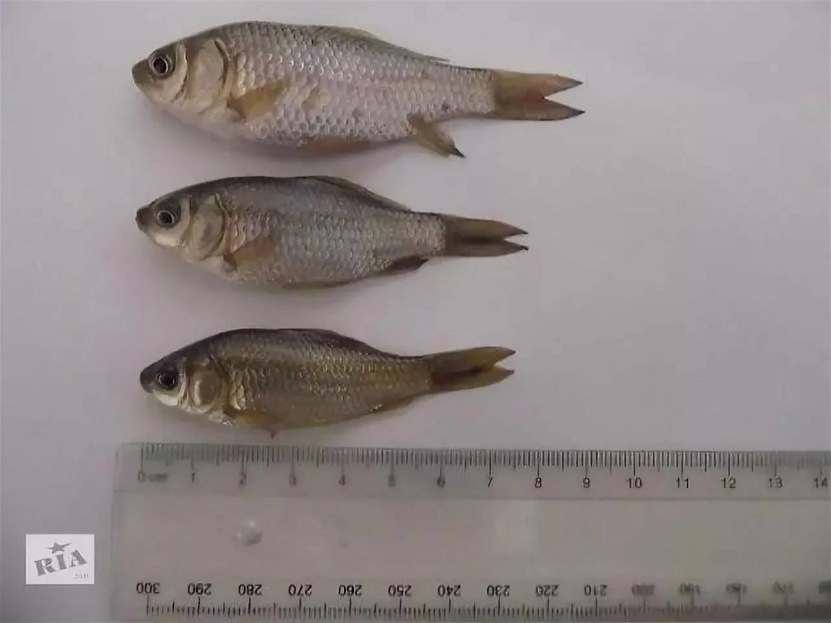 Малек карася