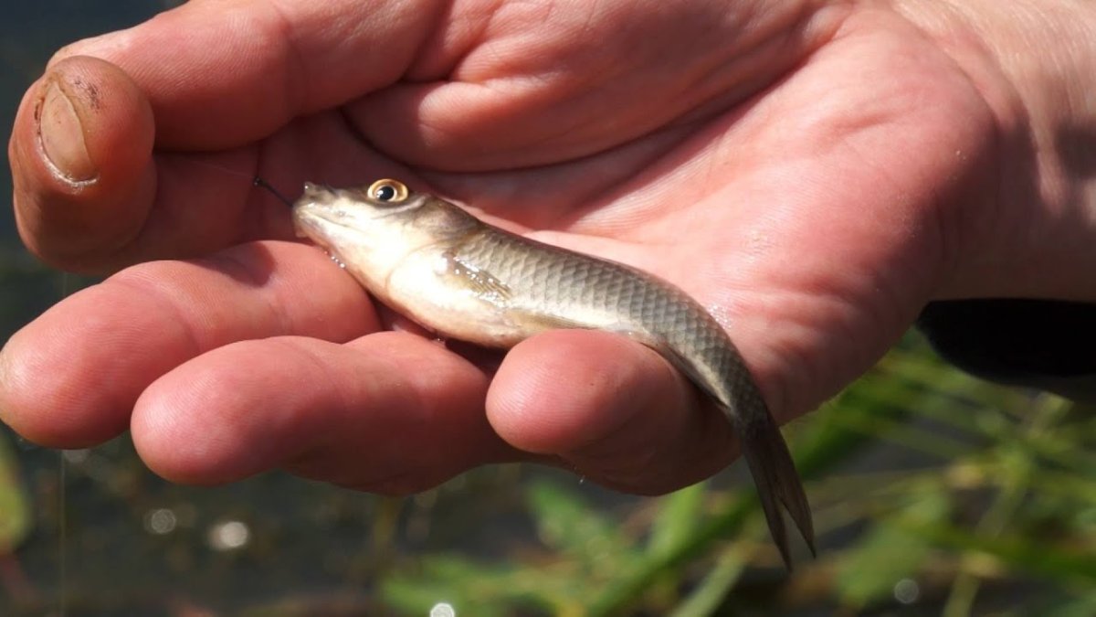 Живец пескарь купить