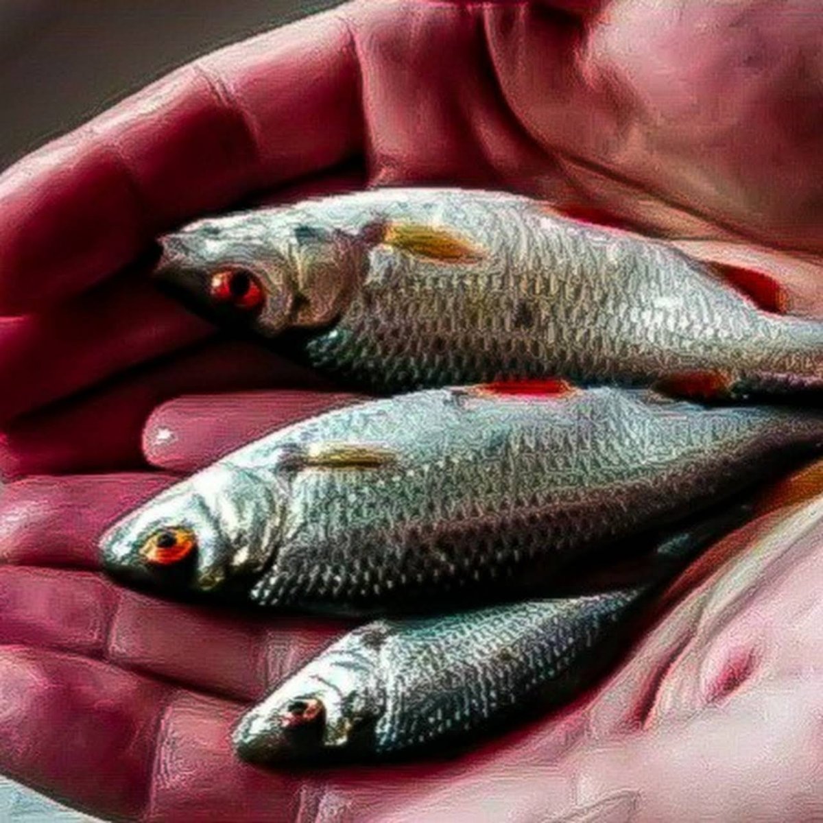 Живец чебак