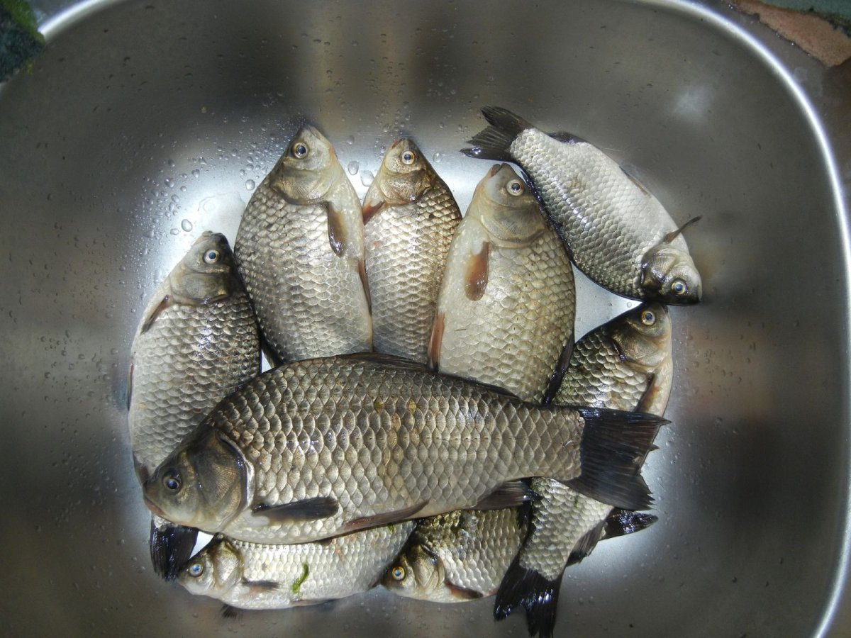 Живец-малёк (карась)