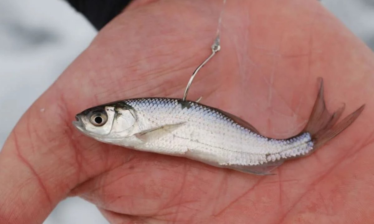 Крючки для живца