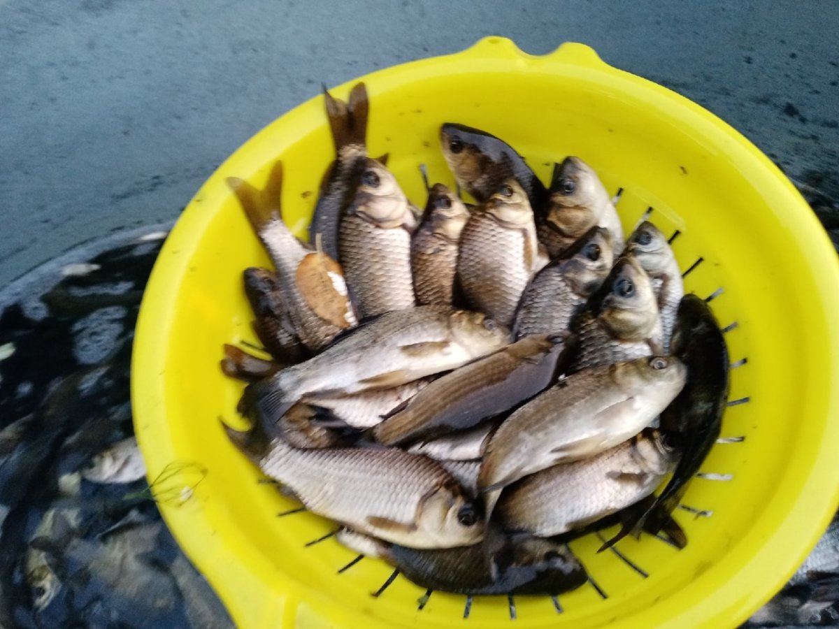 Живец карась для рыбалки