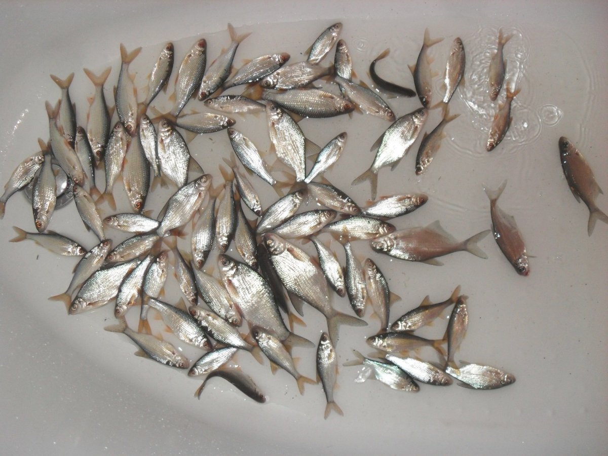 Серебряный карась малек