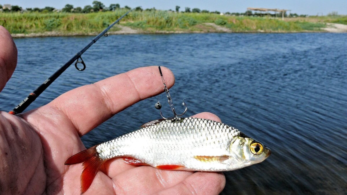 Насадка живца на крючок