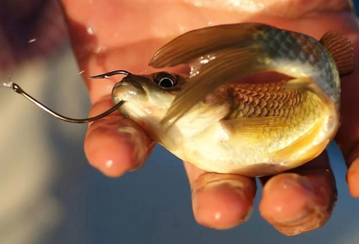 Насадка живца на крючок