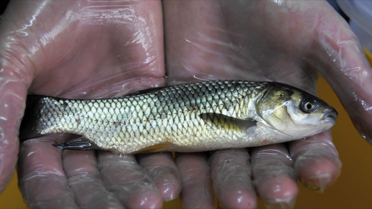 Белый Амур рыба малек