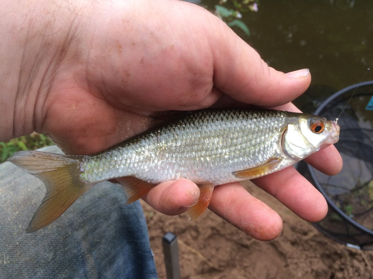 Малек красноперки