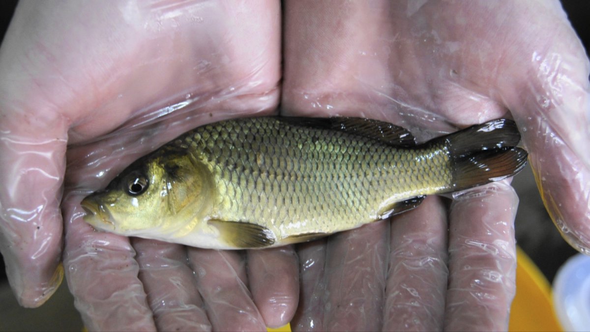 Карп малек 1год