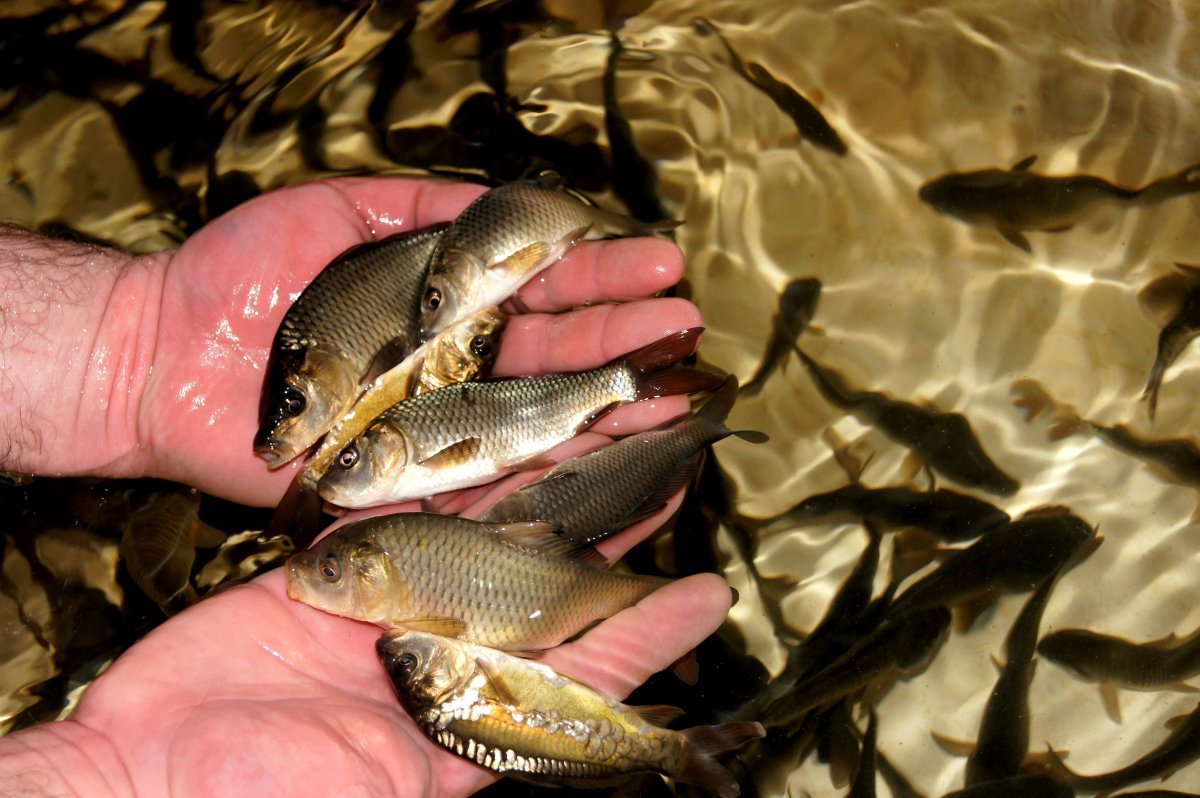 Малек сеголетка