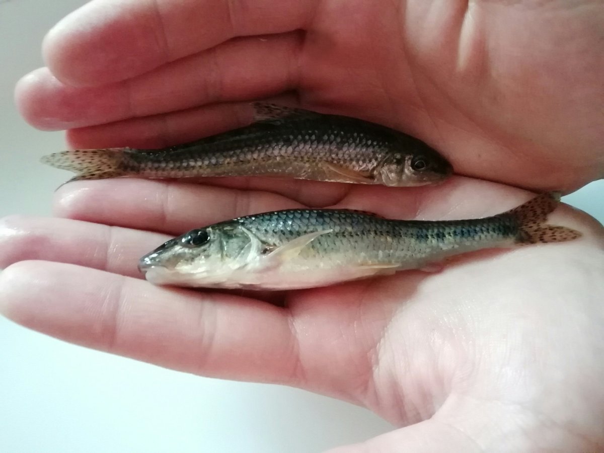 Живец пескарь