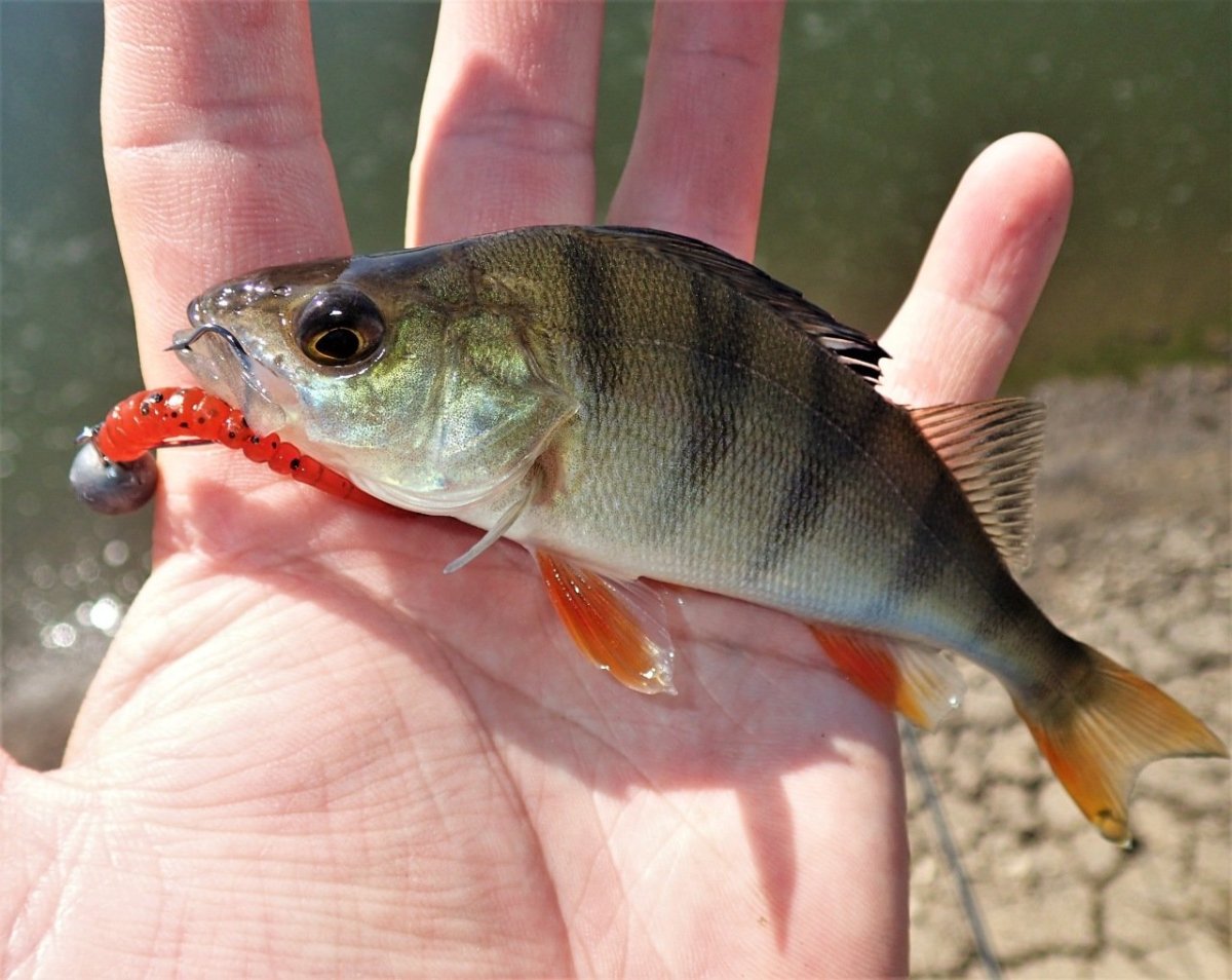 Окунь Берекс