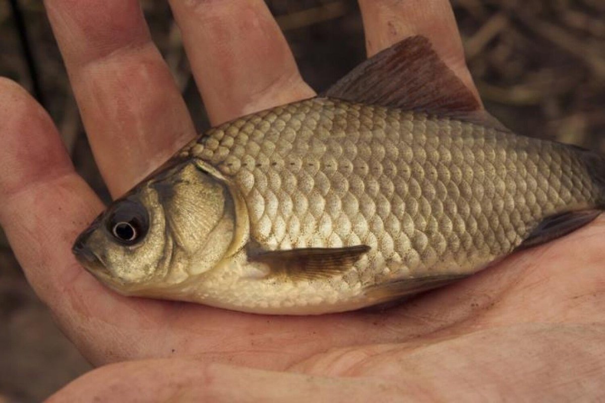 Карась Геншин