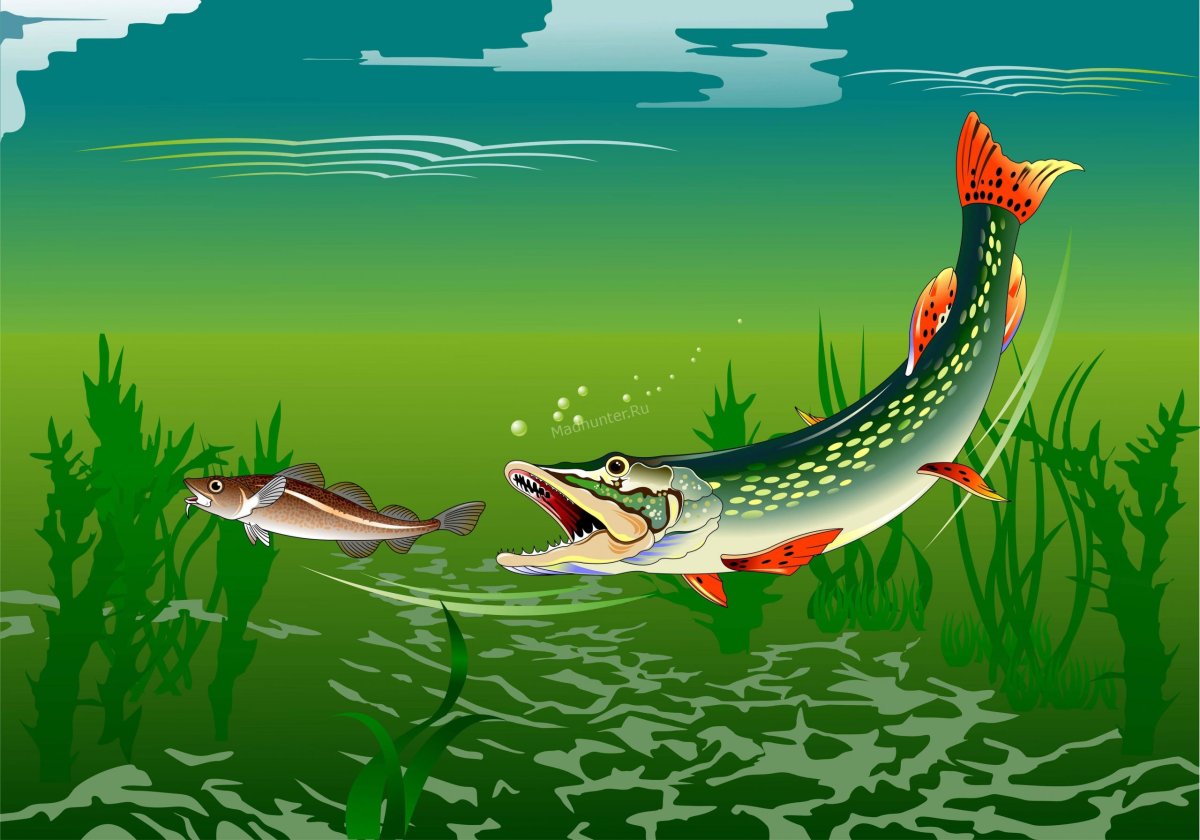 Карасик живец на щуку