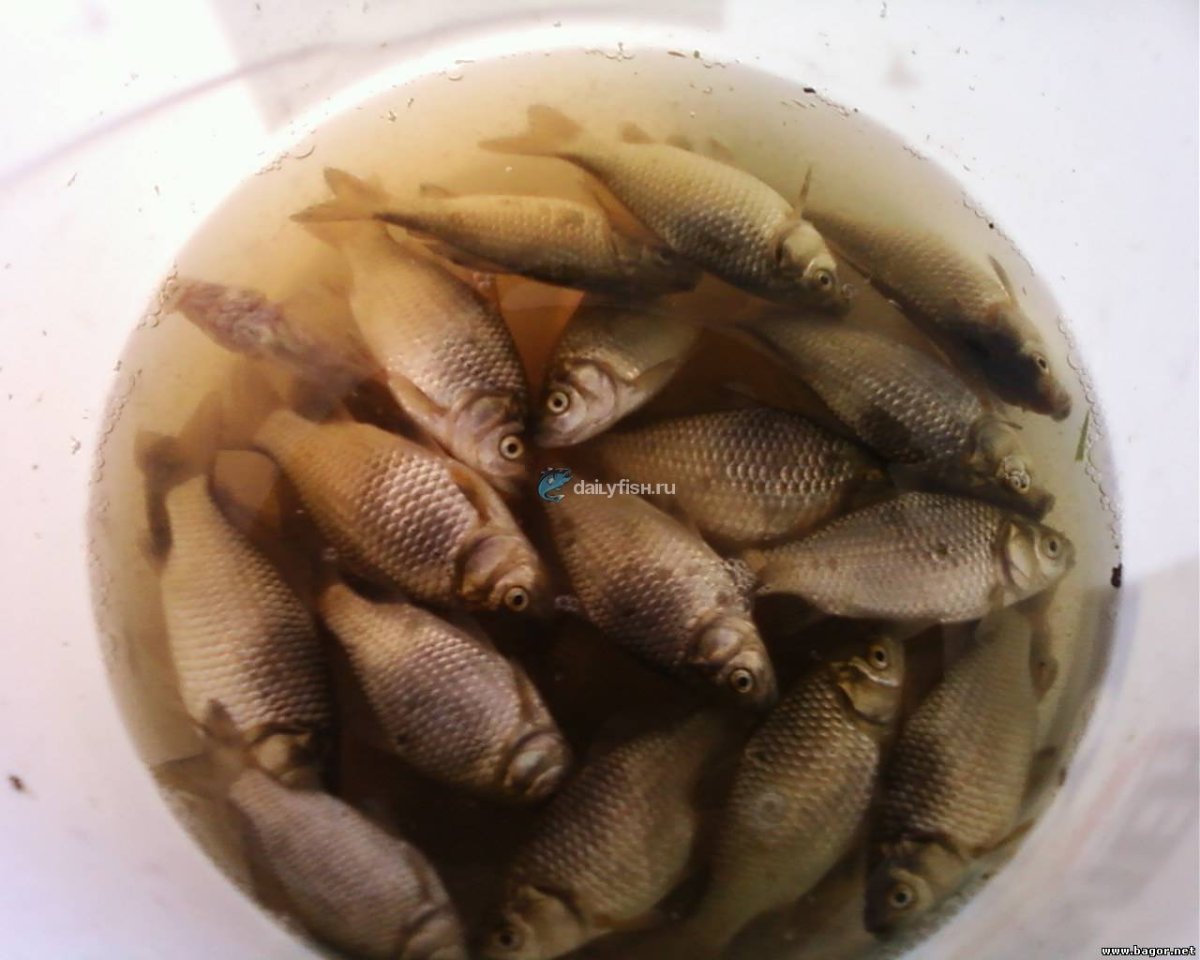 Малёк Линь карась