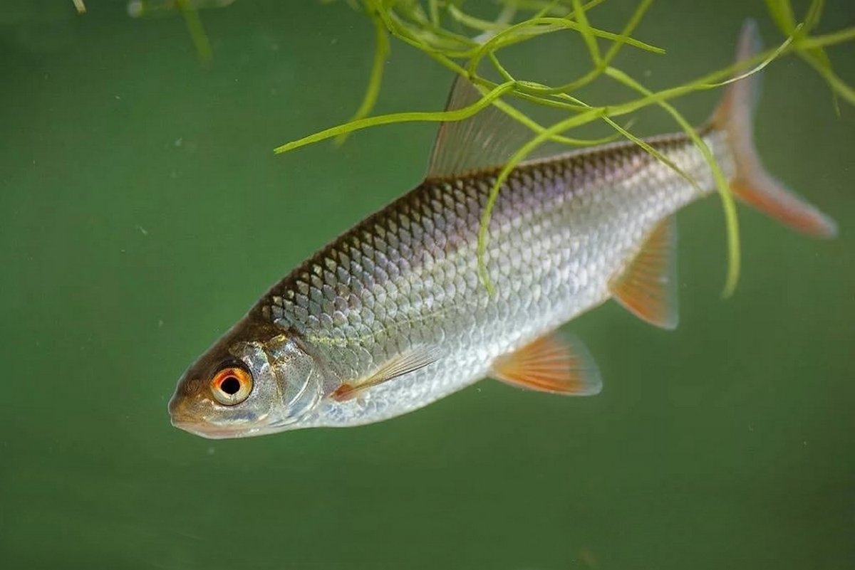 Плотва rutilus rutilus