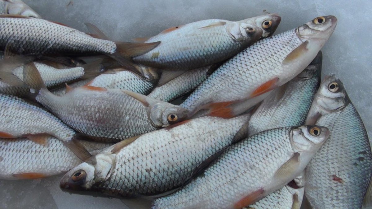 Плотва альбинос