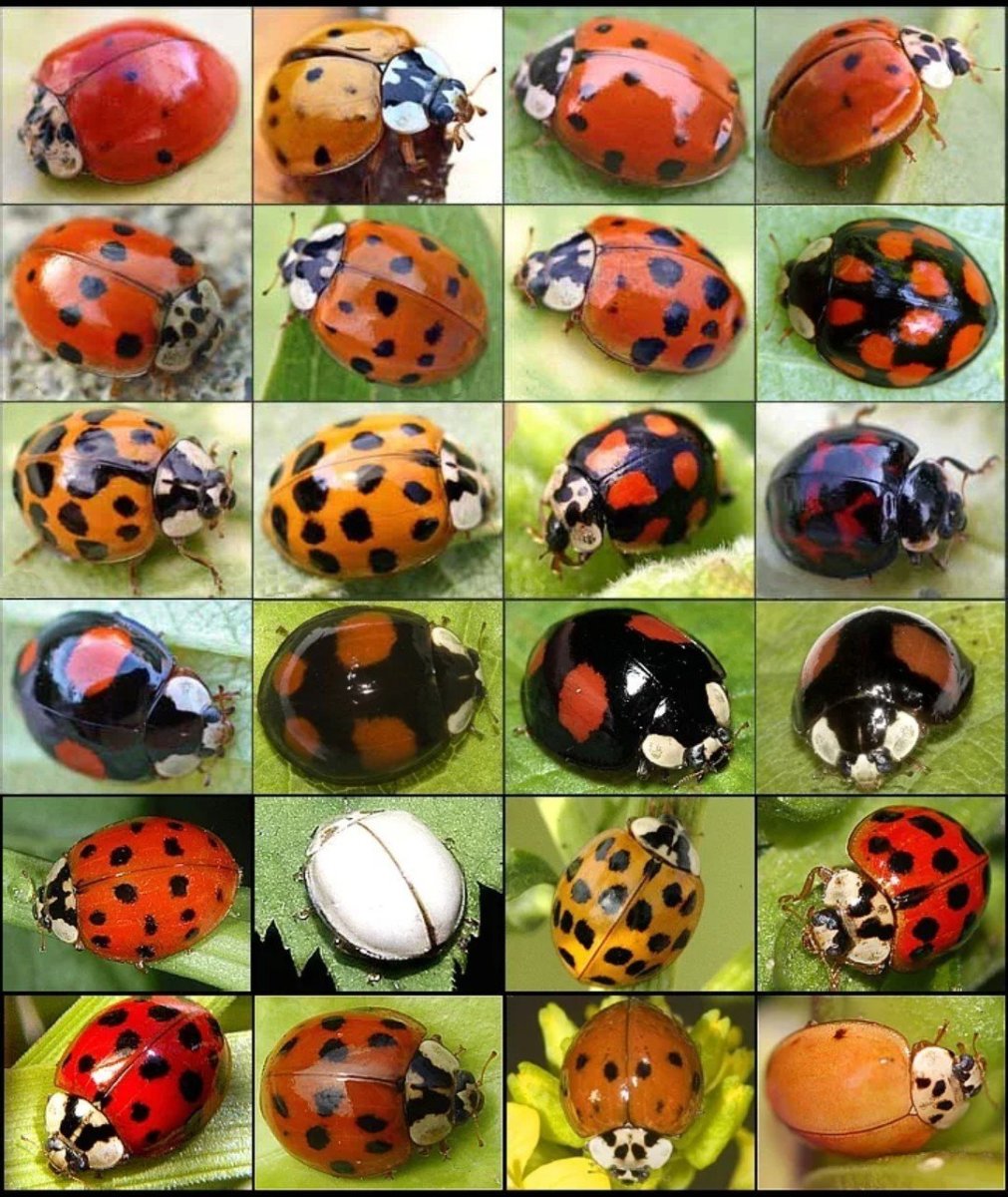 Страшная Божья коровка