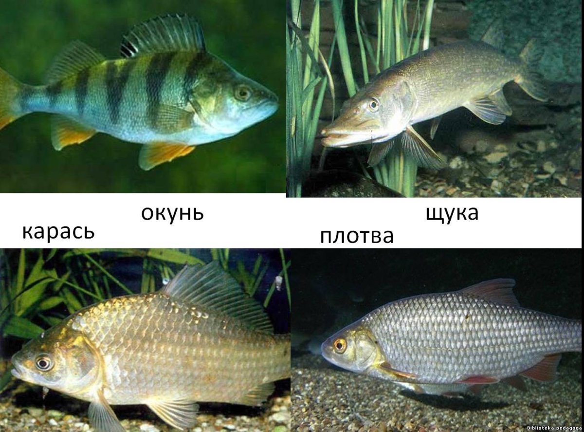 Щука плотва окунь Судак